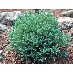 Chamaecyparis thyoides 'Blue Rock' 20-25 cm cont. 3,0L