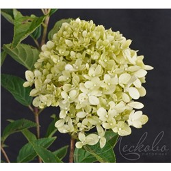 Гортензия метельчатая (Hydrangea paniculata `Cotton Cream`)	С 3