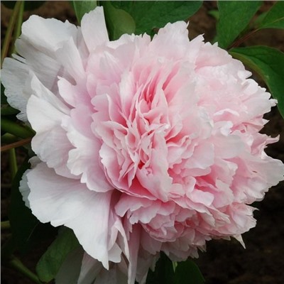 Paeonia herbaceous Zhao Yuan Fen (tube) Пион травянистый Розовый Сад