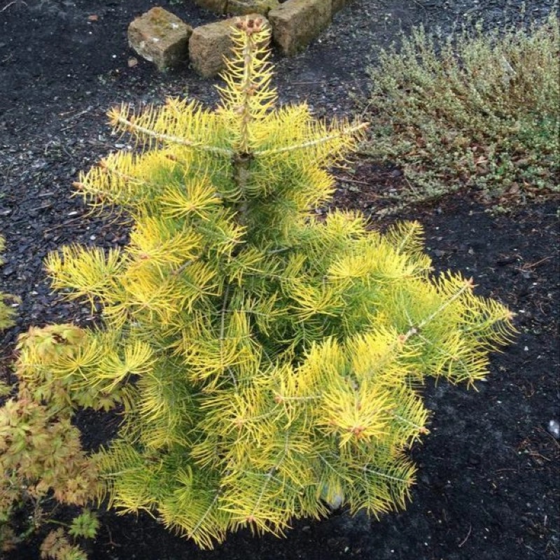 Прошлогодней хвоей. Abies concolor Wintergold. Пихта Abies concolor. Пихта конколор Винтер Голд. Пихта Wintergold.