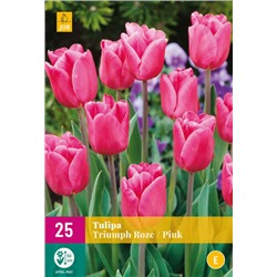 Tulipa Triumph Pink * 11/12 * 25 шт XXL