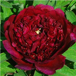 Paeonia tree Wu jin yao hui (tube)  Пион древовидный Черный Лоск