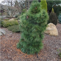 Pinus schwerinii 'Wiethorst'	C2