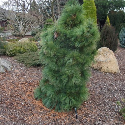 Pinus schwerinii 'Wiethorst'	C2