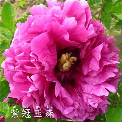 Paeonia rockii Zi guan yu zhu (tube) Пион рока Нефритовая бусина в пурпурной короне