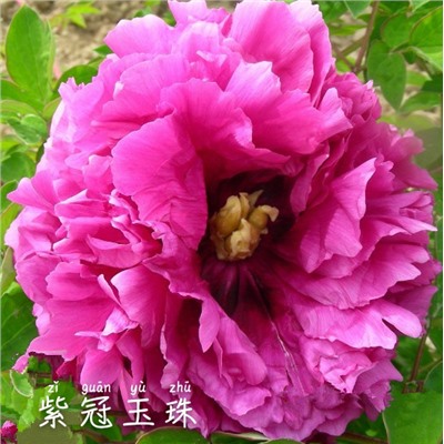 Paeonia rockii Zi guan yu zhu (tube) Пион рока Нефритовая бусина в пурпурной короне