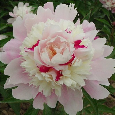 Paeonia herbaceous Yan Zhi Dian Yu (tube) Пион травянистый Очарование Восхода