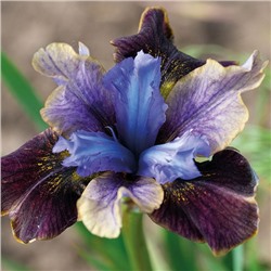 Iris sibirica 'Black Joker'	P11
