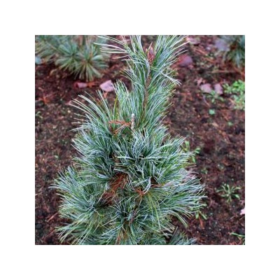 Pinus peuce 'Glauca Compacta' 25-30 cm cont. 4,0L