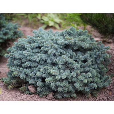 Picea pungens 'Karpaten' ®	C2