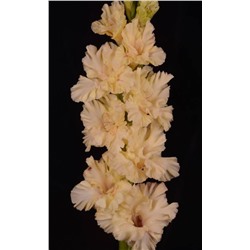 Гладиолус крупноцветковый Нюанс
