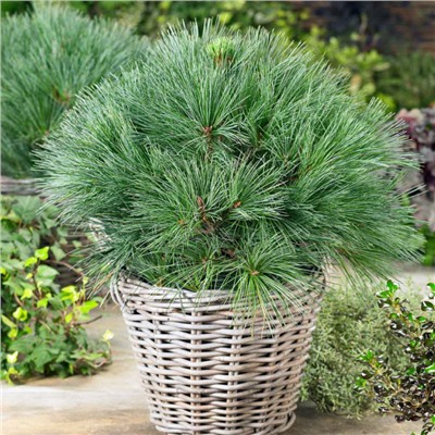 Pinus strobus 'Bergman's Mini' 40-50 cm cont. 10L