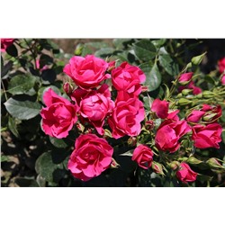 Rosa floribunda Pink Forest Rose