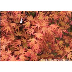 Acer  pal. Magic Coral / Mo huan shan hu -  ОКС ( голый корень )