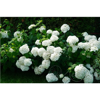 Гортензия древовидная (Hydrangea arborescens `Annabelle`)	С 5