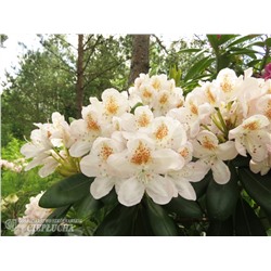 Rhododendron hybriden Pernilla