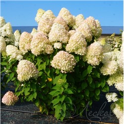 Гортензия метельчатая (Hydrangea paniculata `Selection`)	 C 3