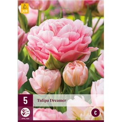 Tulipa Dreamer * 11/12 * 5 шт
