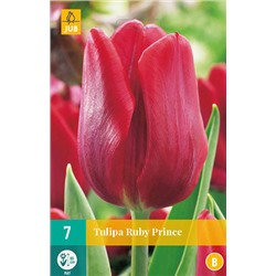 Tulipa Ruby Prince NEW * 11/12 * 7 шт