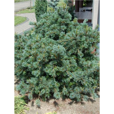 Pinus parviflora 'Negishi'	C2