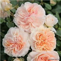 Rosa floribunda Garden Of Roses