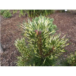 Pinus mugo 'Sunshine' - C2 - 15/20