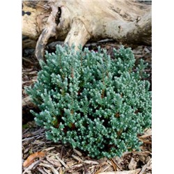 Chamaecyparis thyoides 'Blue Rock' 30-35 cm cont. 7,5L