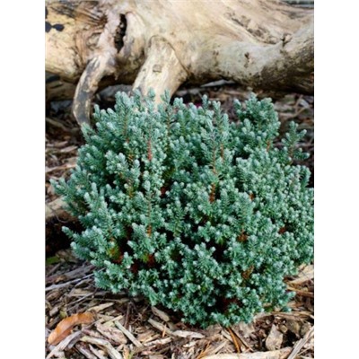 Chamaecyparis thyoides 'Blue Rock' 30-35 cm cont. 7,5L