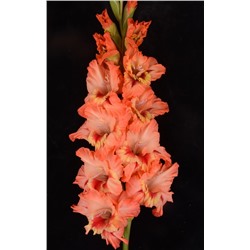 Гладиолус крупноцветковый Пахлава