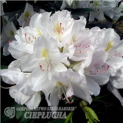 Rhododendron hybriden Catawbiense Album