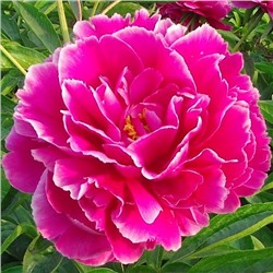 Paeonia herbaceous Hong Cha Hua (tube) Пион травянистый Камелия