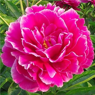 Paeonia herbaceous Hong Cha Hua (tube) Пион травянистый Камелия