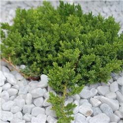 Juniperus procumbens 'Nana'	C2 20-25 cm