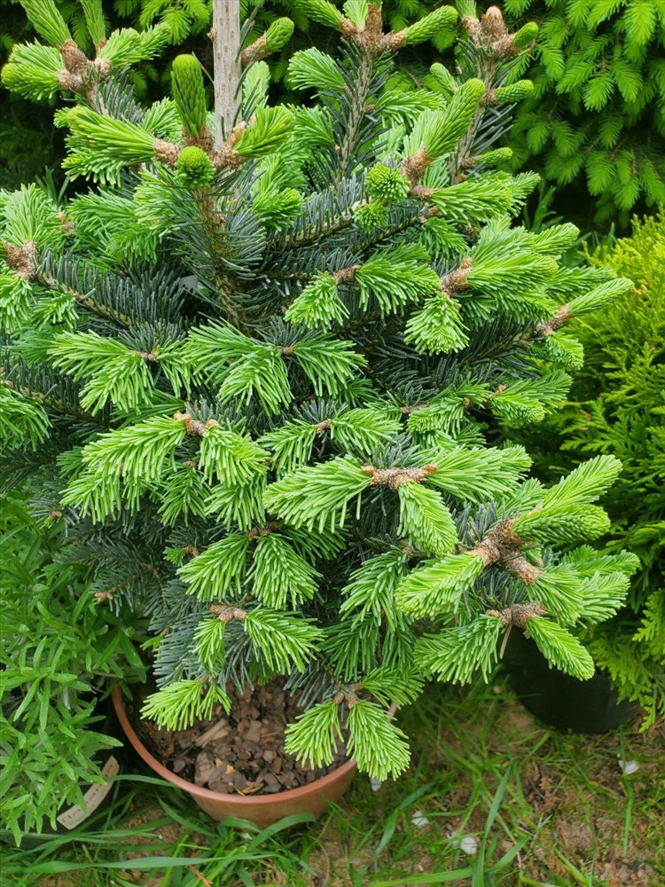 Abies lasiocarpa compacta