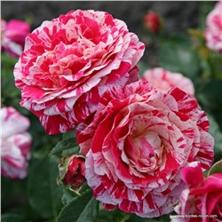 Rosa floribunda Abracadabra