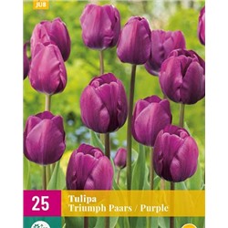 Triumph Purple / Paars [11/12] 25шт