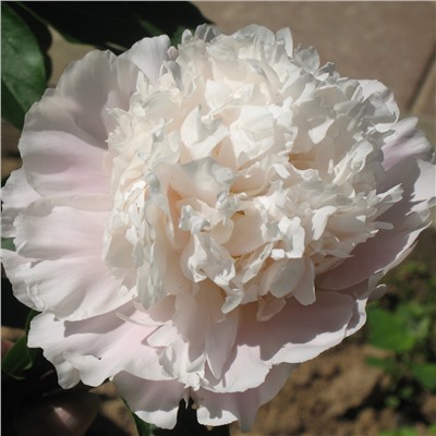 Paeonia herbaceous Xian He Bai (tube) Пион травянистый Белый Журавль