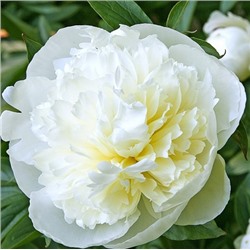 Paeonia herbaceous Ducheese de Nemours (tube) Пион травянистый Дюшес де Немур