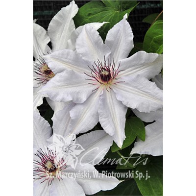 Clematis hybriden Snow Queen