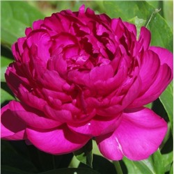 Paeonia herbaceous Mo Zi Ling (tube) Пион травянистый Бархат Ночи