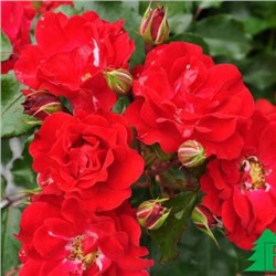 роза ROTILIA (штамб 80 см.)