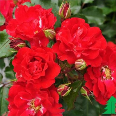 роза ROTILIA (штамб 80 см.)