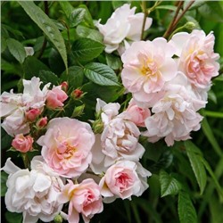 роза SWEET SILUETTA (штамб 140 см.)