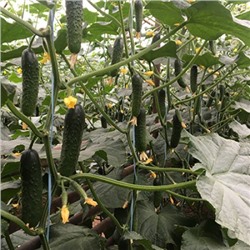Огурец Аринара F1, 10 семян