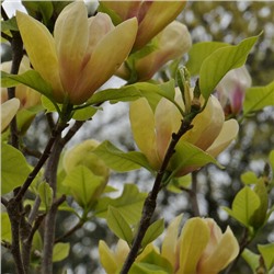 Magnolia 'Sunsation'  C7,5/P26 80-100 CM
