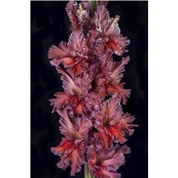 Гладиолус крупноцветковый Шоколадный Заяц Экстра