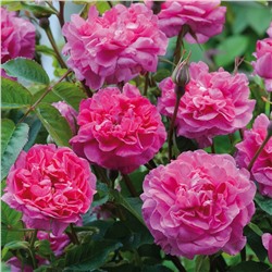 роза ENGLAND'S ROSE  (пакет 1 л.)