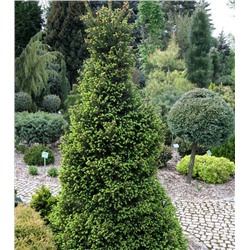 Ель	Picea abies	Will's Zwerg			P16	20-35