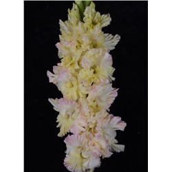 Гладиолус крупноцветковый Порхание Бабочки