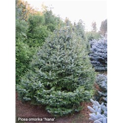 Picea omorika 'Nana'	C2 20-25 cm